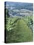 Vineyards in Countryside Near Saint Jean Pied De Port, Basque Country, Aquitaine, France-Robert Harding-Stretched Canvas