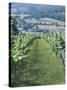 Vineyards in Countryside Near Saint Jean Pied De Port, Basque Country, Aquitaine, France-Robert Harding-Stretched Canvas