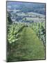 Vineyards in Countryside Near Saint Jean Pied De Port, Basque Country, Aquitaine, France-Robert Harding-Mounted Photographic Print