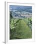 Vineyards in Countryside Near Saint Jean Pied De Port, Basque Country, Aquitaine, France-Robert Harding-Framed Photographic Print