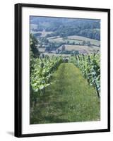 Vineyards in Countryside Near Saint Jean Pied De Port, Basque Country, Aquitaine, France-Robert Harding-Framed Photographic Print