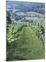 Vineyards in Countryside Near Saint Jean Pied De Port, Basque Country, Aquitaine, France-Robert Harding-Mounted Photographic Print