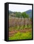 Vineyards in Early Spring, Sonoma Valley, California, USA-Julie Eggers-Framed Stretched Canvas