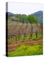 Vineyards in Early Spring, Sonoma Valley, California, USA-Julie Eggers-Stretched Canvas