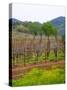 Vineyards in Early Spring, Sonoma Valley, California, USA-Julie Eggers-Stretched Canvas