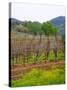 Vineyards in Early Spring, Sonoma Valley, California, USA-Julie Eggers-Stretched Canvas