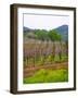 Vineyards in Early Spring, Sonoma Valley, California, USA-Julie Eggers-Framed Photographic Print