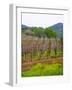 Vineyards in Early Spring, Sonoma Valley, California, USA-Julie Eggers-Framed Photographic Print