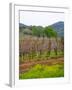 Vineyards in Early Spring, Sonoma Valley, California, USA-Julie Eggers-Framed Photographic Print