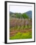 Vineyards in Early Spring, Sonoma Valley, California, USA-Julie Eggers-Framed Photographic Print