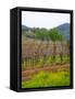 Vineyards in Early Spring, Sonoma Valley, California, USA-Julie Eggers-Framed Stretched Canvas