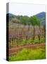 Vineyards in Early Spring, Sonoma Valley, California, USA-Julie Eggers-Stretched Canvas