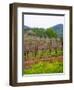 Vineyards in Early Spring, Sonoma Valley, California, USA-Julie Eggers-Framed Photographic Print