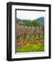 Vineyards in Early Spring, Sonoma Valley, California, USA-Julie Eggers-Framed Photographic Print