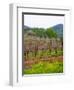 Vineyards in Early Spring, Sonoma Valley, California, USA-Julie Eggers-Framed Photographic Print