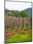 Vineyards in Early Spring, Sonoma Valley, California, USA-Julie Eggers-Mounted Photographic Print