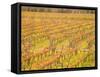 Vineyards in Fall Colors, Juanico Winery, Uruguay-Stuart Westmoreland-Framed Stretched Canvas