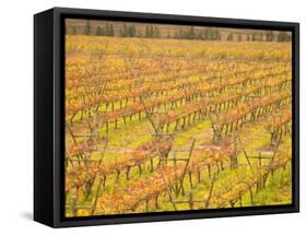 Vineyards in Fall Colors, Juanico Winery, Uruguay-Stuart Westmoreland-Framed Stretched Canvas