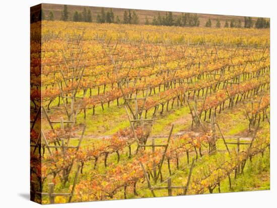 Vineyards in Fall Colors, Juanico Winery, Uruguay-Stuart Westmoreland-Stretched Canvas