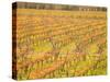 Vineyards in Fall Colors, Juanico Winery, Uruguay-Stuart Westmoreland-Stretched Canvas