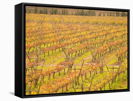 Vineyards in Fall Colors, Juanico Winery, Uruguay-Stuart Westmoreland-Framed Stretched Canvas