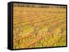 Vineyards in Fall Colors, Juanico Winery, Uruguay-Stuart Westmoreland-Framed Stretched Canvas