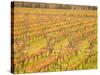 Vineyards in Fall Colors, Juanico Winery, Uruguay-Stuart Westmoreland-Stretched Canvas