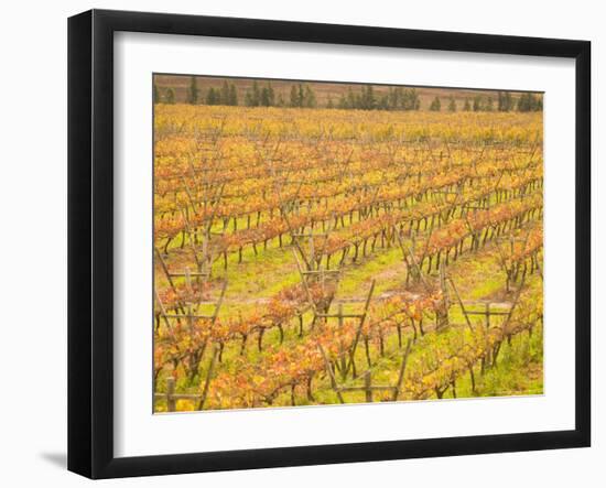 Vineyards in Fall Colors, Juanico Winery, Uruguay-Stuart Westmoreland-Framed Photographic Print