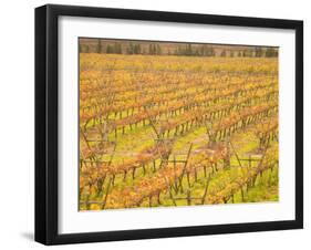 Vineyards in Fall Colors, Juanico Winery, Uruguay-Stuart Westmoreland-Framed Photographic Print