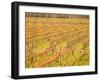 Vineyards in Fall Colors, Juanico Winery, Uruguay-Stuart Westmoreland-Framed Photographic Print