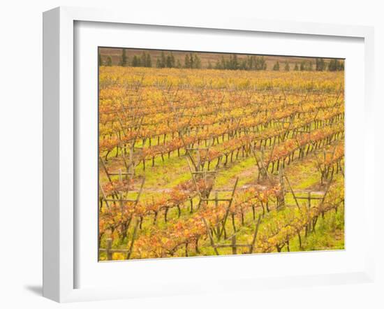 Vineyards in Fall Colors, Juanico Winery, Uruguay-Stuart Westmoreland-Framed Photographic Print