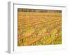 Vineyards in Fall Colors, Juanico Winery, Uruguay-Stuart Westmoreland-Framed Photographic Print