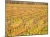 Vineyards in Fall Colors, Juanico Winery, Uruguay-Stuart Westmoreland-Mounted Photographic Print