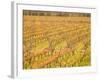 Vineyards in Fall Colors, Juanico Winery, Uruguay-Stuart Westmoreland-Framed Photographic Print