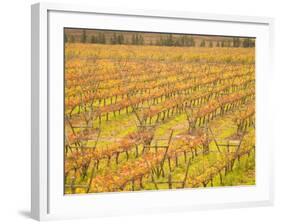 Vineyards in Fall Colors, Juanico Winery, Uruguay-Stuart Westmoreland-Framed Photographic Print