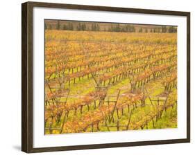 Vineyards in Fall Colors, Juanico Winery, Uruguay-Stuart Westmoreland-Framed Photographic Print