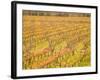 Vineyards in Fall Colors, Juanico Winery, Uruguay-Stuart Westmoreland-Framed Photographic Print