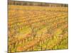 Vineyards in Fall Colors, Juanico Winery, Uruguay-Stuart Westmoreland-Mounted Photographic Print