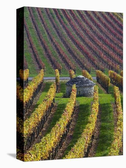 Vineyards in Fall in the Hautes-Cotes of Burgundy-Hans Strand-Stretched Canvas