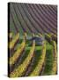 Vineyards in Fall in the Hautes-Cotes of Burgundy-Hans Strand-Stretched Canvas