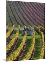 Vineyards in Fall in the Hautes-Cotes of Burgundy-Hans Strand-Mounted Photographic Print