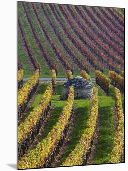 Vineyards in Fall in the Hautes-Cotes of Burgundy-Hans Strand-Mounted Photographic Print