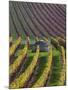 Vineyards in Fall in the Hautes-Cotes of Burgundy-Hans Strand-Mounted Photographic Print