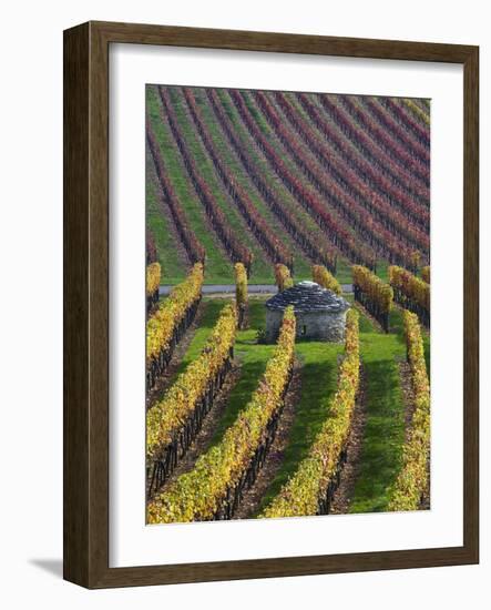 Vineyards in Fall in the Hautes-Cotes of Burgundy-Hans Strand-Framed Photographic Print