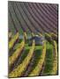 Vineyards in Fall in the Hautes-Cotes of Burgundy-Hans Strand-Mounted Photographic Print