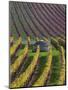 Vineyards in Fall in the Hautes-Cotes of Burgundy-Hans Strand-Mounted Photographic Print