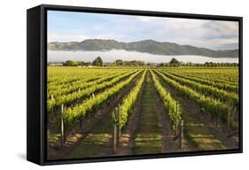 Vineyards in Morning Mist, Renwick, Near Blenheim-Stuart Black-Framed Stretched Canvas