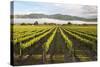 Vineyards in Morning Mist, Renwick, Near Blenheim-Stuart Black-Stretched Canvas