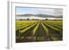 Vineyards in Morning Mist, Renwick, Near Blenheim-Stuart Black-Framed Photographic Print