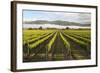 Vineyards in Morning Mist, Renwick, Near Blenheim-Stuart Black-Framed Photographic Print